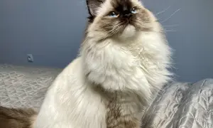 Piękny ragdoll z niebieskimi oczami siedzi na rękach, otulony puszystym futrem.