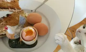 Kot patrzy na talerz z jajkami na twardo, tostami i ozdobną kurką. Czyżby marzył o surowym jajku dla kota?
