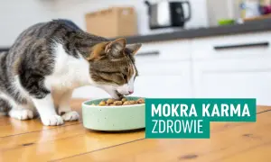 Kot zajada mokrą karmę ze swojej miseczki. Wybór odpowiedniej karmy to klucz do zdrowia Twojego pupila.