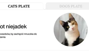 Trójkolorowy kotek z zaciekawieniem spogląda na czytelnika. Artykuł "Kot niejadek" podpowiada, jak znaleźć dobrą karmę dla kota niejadka.