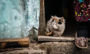 Puszysty kot siedzi na progu. W tle widać zniszczoną ścianę i fragment ubrania. Nawet jeśli mocz kota śmierdzi, ten kot wygląda na zrelaksowanego.