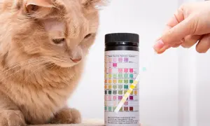 Ruda kotka obserwuje test paskowy do badania ph moczu kota. Pasek z próbką moczu porównywany jest z kolorową skalą.
