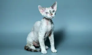 Uroczy kot rasy Devon Rex o niebieskich oczach i falistej sierści. Dowiedz się, ile żyje devon rex, by zapewnić mu długie i szczęśliwe życie.