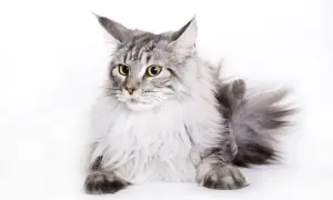 Majestatyczny maine coon masa, z puszystą grzywą i przenikliwymi, żółtymi oczami, leży na białym tle.