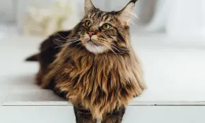 Majestatyczny Maine Coon z bujną grzywą i puszystym ogonem spogląda w górę.