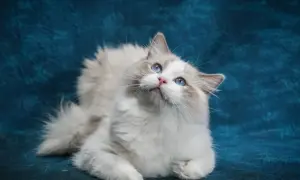 Mały kot ragdoll z niebieskimi oczami patrzy w górę na tle niebieskiego materiału.