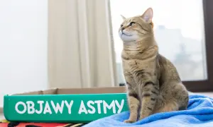 Kot siedzi na niebieskim kocyku obok zielonego pojemnika z napisem "Objawy astmy".