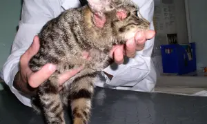 Kot z problemami skórnymi, być może szukamy, jakie mięso najmniej uczula kota. Weterynarz bada jego uszy i pyszczek.