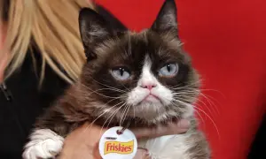 Kot o charakterystycznym, zrzędliwym wyrazie pyszczka, przypominający rasę grumpy cat, z niebieskimi oczami i obrożą Friskies.
