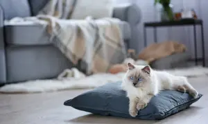 Piękny kot rasy Ragdoll z niebieskimi oczami leży na poduszce. Taki pupil to radość, ale i miesięczne utrzymanie kota wymaga troski i przygotowania.