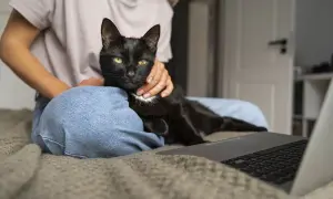 Czarny kot na kolanach osoby, która pracuje przy laptopie. Czasami, kiedy kot zaczyna znaczyć teren, szuka ciepłego miejsca.