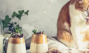 Pomarańczowy kot myje łapkę obok dwóch deserów z bitą śmietaną i kawą, a obok stoi butelka z mlekiem.