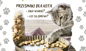 Szary kotek bada zdrowe przysmaki dla kota. Słoik pełen ciasteczek i blaszka z wypiekami.