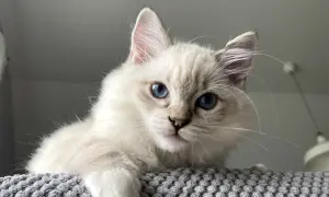 Uroczy kot ragdoll z niebieskimi oczami spogląda zza szarego, miękkiego podłoża.