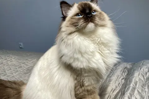 Piękny ragdoll brązowy z niebieskimi oczami siedzi na łóżku, wyglądając w górę z zaciekawieniem.