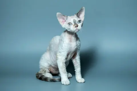 Uroczy kot rasy Devon Rex o niebieskich oczach i falistej sierści. Dowiedz się, ile żyje devon rex, by zapewnić mu długie i szczęśliwe życie.