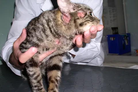 Kot z problemami skórnymi, być może szukamy, jakie mięso najmniej uczula kota. Weterynarz bada jego uszy i pyszczek.