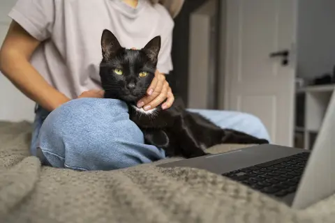 Czarny kot na kolanach osoby, która pracuje przy laptopie. Czasami, kiedy kot zaczyna znaczyć teren, szuka ciepłego miejsca.