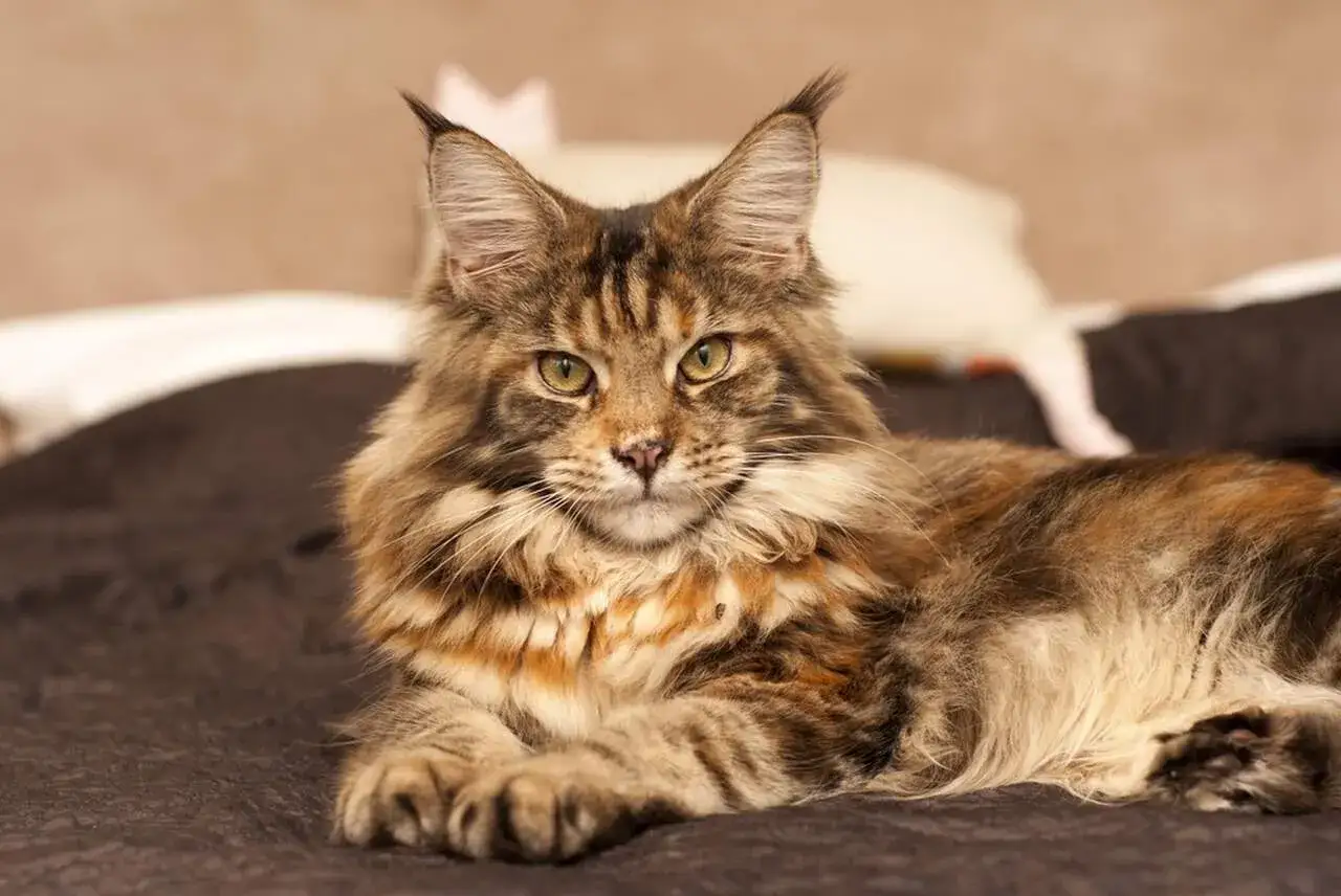 Majestatyczny maine coon o rudawym futrze i przenikliwych oczach leży na ciemnym kocu, gotowy do zabawy.