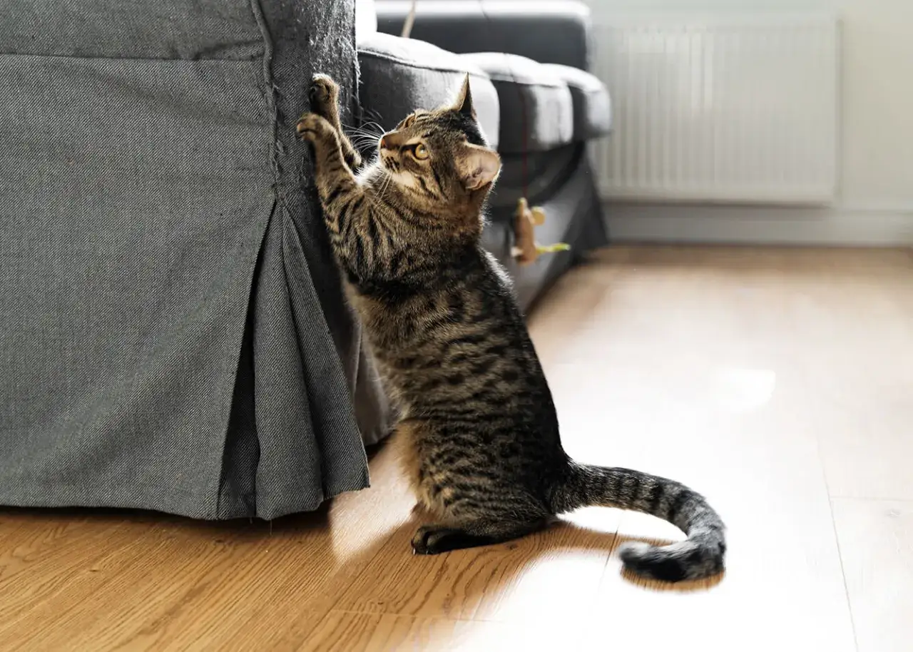Młody kotek próbuje drapać kanapę. Zobacz, jak nauczyć kota korzystać z drapaka, zamiast niszczyć meble.