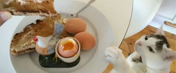 Kot patrzy na talerz z jajkami na twardo, tostami i ozdobną kurką. Czyżby marzył o surowym jajku dla kota?