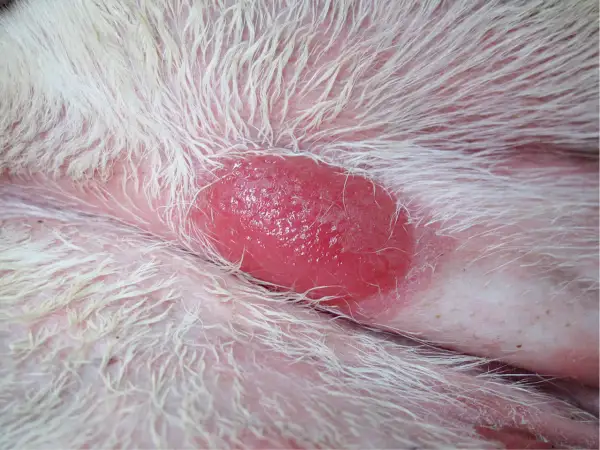 Obrzęknięta, czerwona zmiana skórna u kota, przypominająca mastocytoma. Widać białe futro i różową skórę.